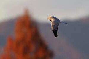 渡良瀬遊水地 2025/11/28