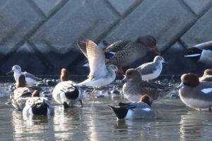 埼玉調節池 2026/01/15