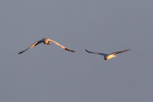 渡良瀬遊水地 2026/01/08