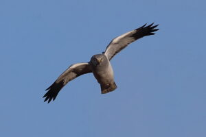 渡良瀬遊水地 2026/01/11