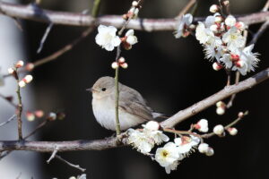 葛西臨海公園 2026/02/09