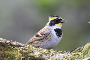 筑波山 2026/02/26(1)