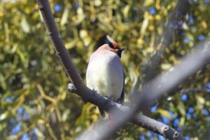 秋ヶ瀬公園 2026/02/19