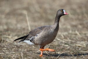 秋ヶ瀬公園 2026/01/27