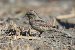 秋ヶ瀬公園 2026/02/06