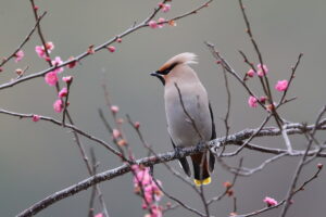 筑波山 2026/02/26(2)