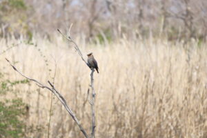 秋ヶ瀬公園 2025/03/12