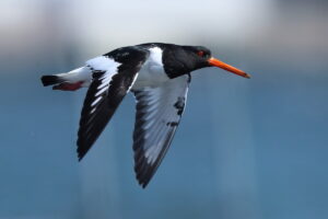 ふなばし三番瀬 2026/04/15